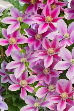 Poseidon Clematis - 1 Gallon Pot -Garden Plant Seeds clematis poseidon 11
