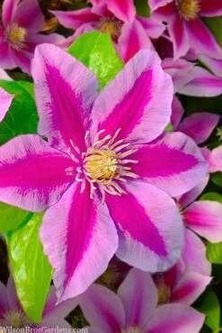 Poseidon Clematis - 1 Gallon Pot -Garden Plant Seeds clematis poseidon 12