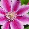 Poseidon Clematis - 1 Gallon Pot -Garden Plant Seeds clematis poseidon 8