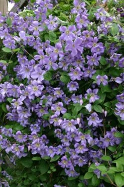 Prince Charles Clematis - 1 Gallon Pot -Garden Plant Seeds clematis prince charles 1