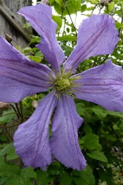 Prince Charles Clematis - 1 Gallon Pot -Garden Plant Seeds clematis prince charles 4