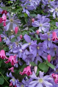 Prince Charles Clematis - 1 Gallon Pot -Garden Plant Seeds clematis prince charles 6