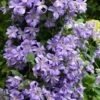 Prince Charles Clematis - 1 Gallon Pot -Garden Plant Seeds clematis prince charles 7