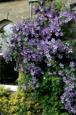 Prince Charles Clematis - 1 Gallon Pot -Garden Plant Seeds clematis prince charles 9