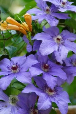 Ramona Clematis - 1 Gallon Pot -Garden Plant Seeds clematis ramona 10