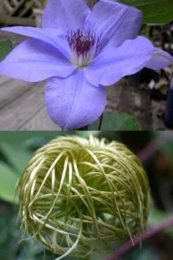 Ramona Clematis - 1 Gallon Pot -Garden Plant Seeds clematis ramona 12