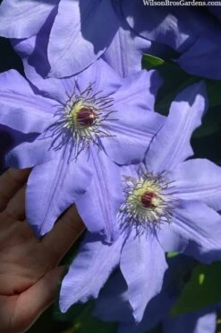Ramona Clematis - 1 Gallon Pot -Garden Plant Seeds clematis ramona 15