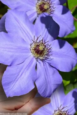 Ramona Clematis - 1 Gallon Pot -Garden Plant Seeds clematis ramona 9