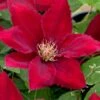 Rebecca Clematis - 1 Gallon Pot -Garden Plant Seeds clematis rebecca 11