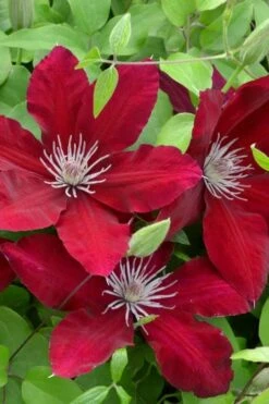 Rebecca Clematis - 1 Gallon Pot -Garden Plant Seeds clematis rebecca 5