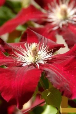 Rebecca Clematis - 1 Gallon Pot -Garden Plant Seeds clematis rebecca 6
