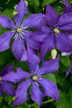 Rhapsody Clematis - 1 Gallon Pot -Garden Plant Seeds clematis rhapsody 4
