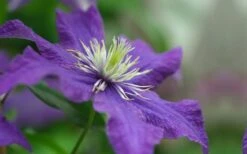 Rhapsody Clematis - 1 Gallon Pot -Garden Plant Seeds clematis rhapsody 5