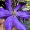 Rhapsody Clematis - 1 Gallon Pot -Garden Plant Seeds clematis rhapsody 8