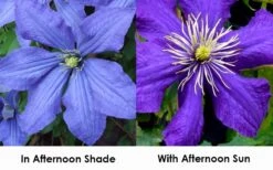 Rhapsody Clematis - 1 Gallon Pot -Garden Plant Seeds clematis rhapsody 9