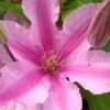 Sally Clematis - 1 Gallon Pot -Garden Plant Seeds clematis sally 21