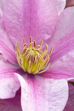 Sally Clematis - 1 Gallon Pot -Garden Plant Seeds clematis sally 23