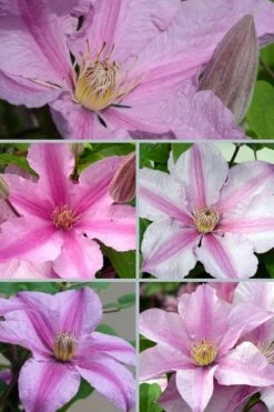 Sally Clematis - 1 Gallon Pot -Garden Plant Seeds clematis sally 24