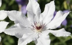 Snow Queen Clematis - 1 Gallon Pot -Garden Plant Seeds clematis snow queen 3