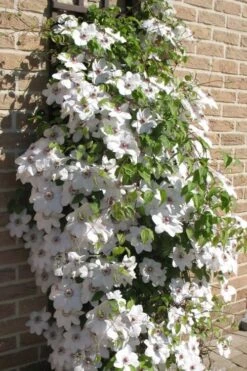 Snow Queen Clematis - 1 Gallon Pot -Garden Plant Seeds clematis snow queen 4