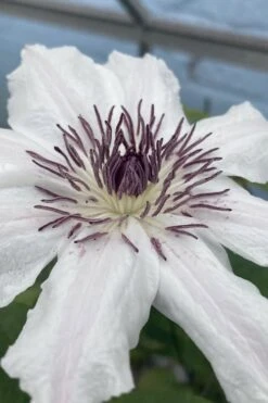 Snow Queen Clematis - 1 Gallon Pot -Garden Plant Seeds clematis snow queen 5