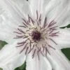 Snow Queen Clematis - 1 Gallon Pot -Garden Plant Seeds clematis snow queen 6