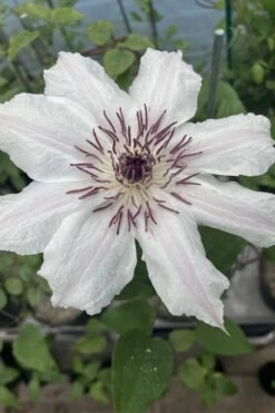 Snow Queen Clematis - 1 Gallon Pot -Garden Plant Seeds clematis snow queen 7