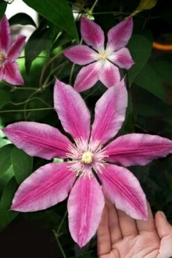 Sugar Candy Clematis - 1 Gallon Pot -Garden Plant Seeds clematis sugar candy 3