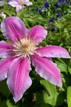 Sugar Candy Clematis - 1 Gallon Pot -Garden Plant Seeds clematis sugar candy 4
