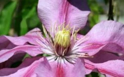 Sugar Candy Clematis - 1 Gallon Pot -Garden Plant Seeds clematis sugar candy 5