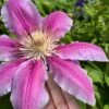 Sugar Candy Clematis - 1 Gallon Pot -Garden Plant Seeds clematis sugar candy 6