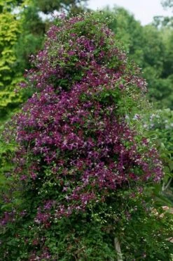 Sweet Summer Love Clematis - 1 Gallon Pot -Garden Plant Seeds clematis sweet summer love 4