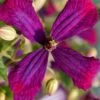Sweet Summer Love Clematis - 1 Gallon Pot -Garden Plant Seeds clematis sweet summer love 6