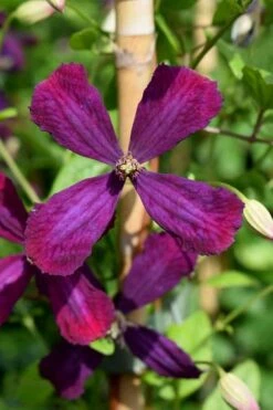 Sweet Summer Love Clematis - 1 Gallon Pot -Garden Plant Seeds clematis sweet summer love 7