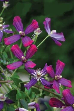 Sweet Summer Love Clematis - 1 Gallon Pot -Garden Plant Seeds clematis sweet summer love 8