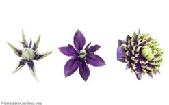 Taiga Clematis - 2 Gallon Pot -Garden Plant Seeds clematis taiga 24