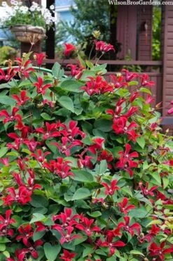 Gravetye Beauty Clematis - 1 Gallon Pot -Garden Plant Seeds clematis texensis gravetye beauty 10