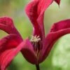 Gravetye Beauty Clematis - 1 Gallon Pot -Garden Plant Seeds clematis texensis gravetye beauty 2