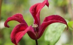 Gravetye Beauty Clematis - 1 Gallon Pot -Garden Plant Seeds clematis texensis gravetye beauty 4