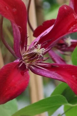 Gravetye Beauty Clematis - 1 Gallon Pot -Garden Plant Seeds clematis texensis gravetye beauty 6