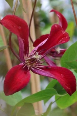 Gravetye Beauty Clematis - 1 Gallon Pot -Garden Plant Seeds clematis texensis gravetye beauty 7