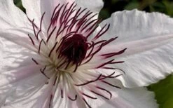 The Countess Of Wessex Clematis - 1 Gallon Pot -Garden Plant Seeds clematis the countess of wessex 1