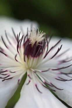 The Countess Of Wessex Clematis - 1 Gallon Pot -Garden Plant Seeds clematis the countess of wessex 4