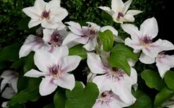 The Countess Of Wessex Clematis - 1 Gallon Pot -Garden Plant Seeds clematis the countess of wessex 5