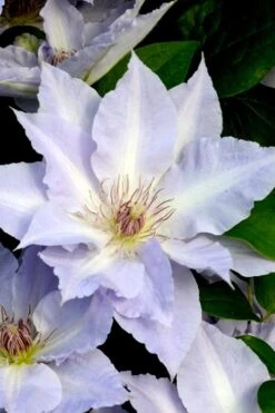 Tranquilite Clematis - 1 Gallon Pot -Garden Plant Seeds clematis tranquilete 3