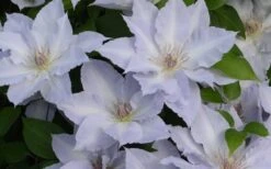 Tranquilite Clematis - 1 Gallon Pot -Garden Plant Seeds clematis tranquilete 4