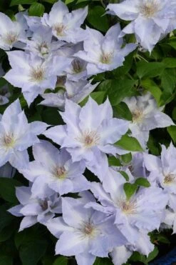 Tranquilite Clematis - 1 Gallon Pot -Garden Plant Seeds clematis tranquilite 11