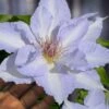 Tranquilite Clematis - 1 Gallon Pot 1 Tranquilite Clematis - 1 Gallon Pot -Garden Plant Seeds clematis tranquilite 12