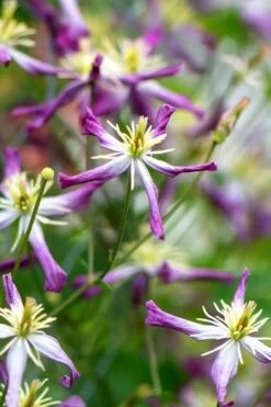 Rubromarginata Fragrant Clematis - 1 Gallon Pot -Garden Plant Seeds clematis triternata rubromarginata 1