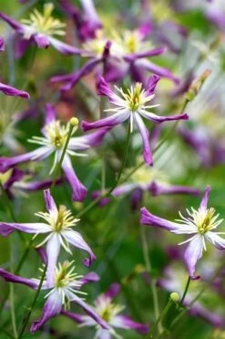 Rubromarginata Fragrant Clematis - 1 Gallon Pot -Garden Plant Seeds clematis triternata rubromarginata 2